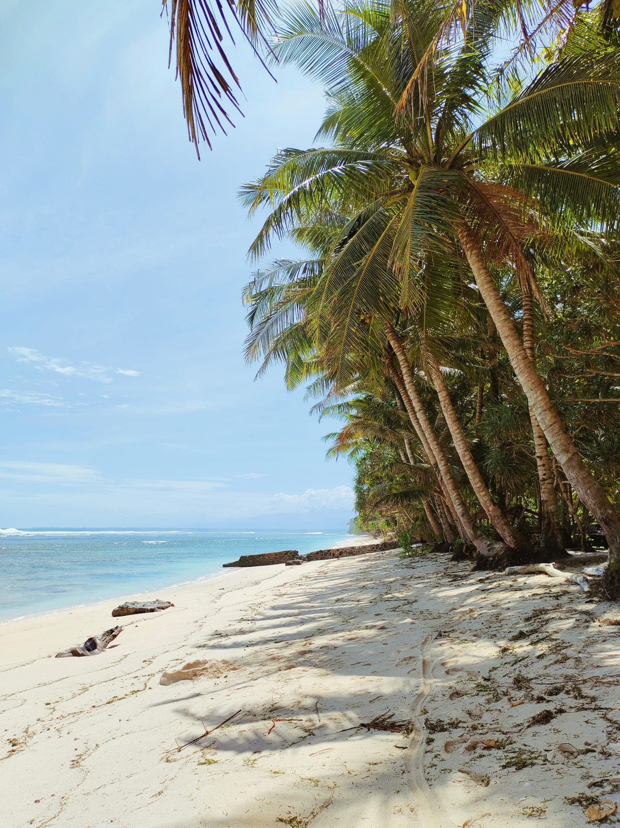 A coconut palm tree on a tropical Indonesian beach with calm blue waters and clear sky, representing a safe and welcoming island destination