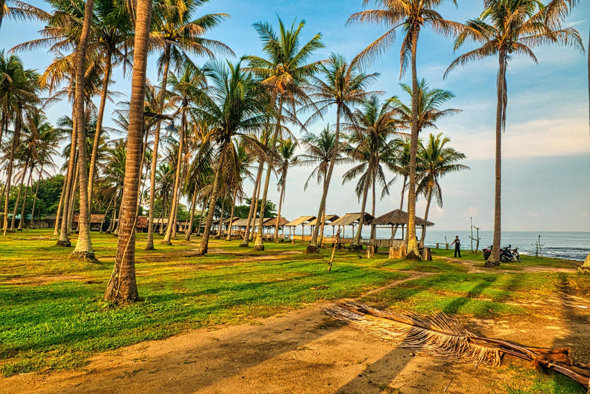 Tropical coconut palm trees lining an Indonesian beach with clear blue coastal waters
