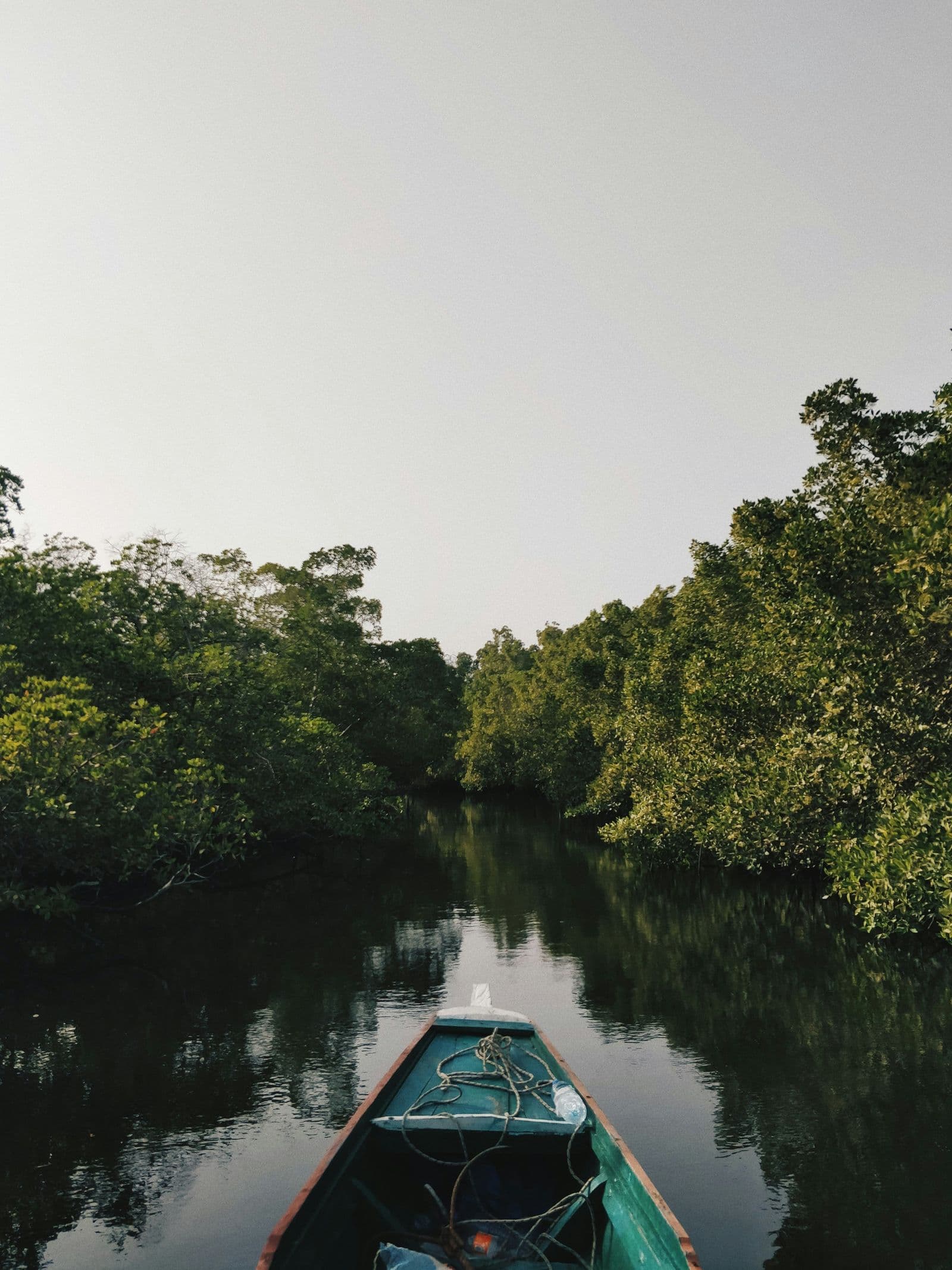 Traditional wooden boat navigating through a dense tropical mangrove forest on calm dark water