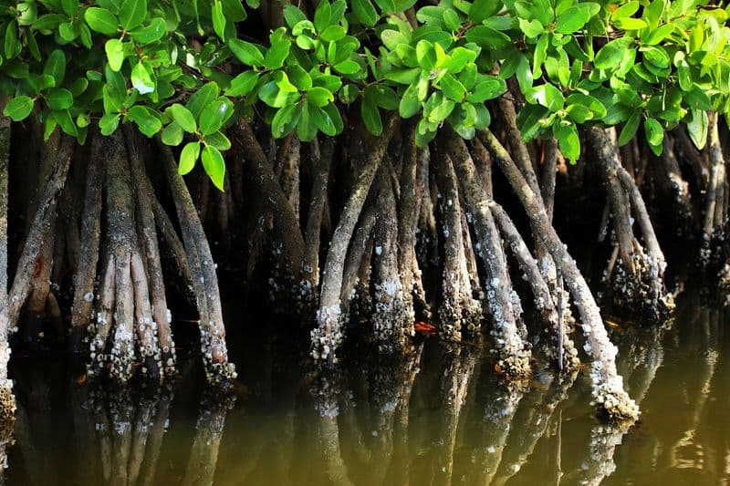Close-up of intricate mangrove prop roots dropping into still tropical water, with green leaves above and barnacle-encrusted bark below the waterline