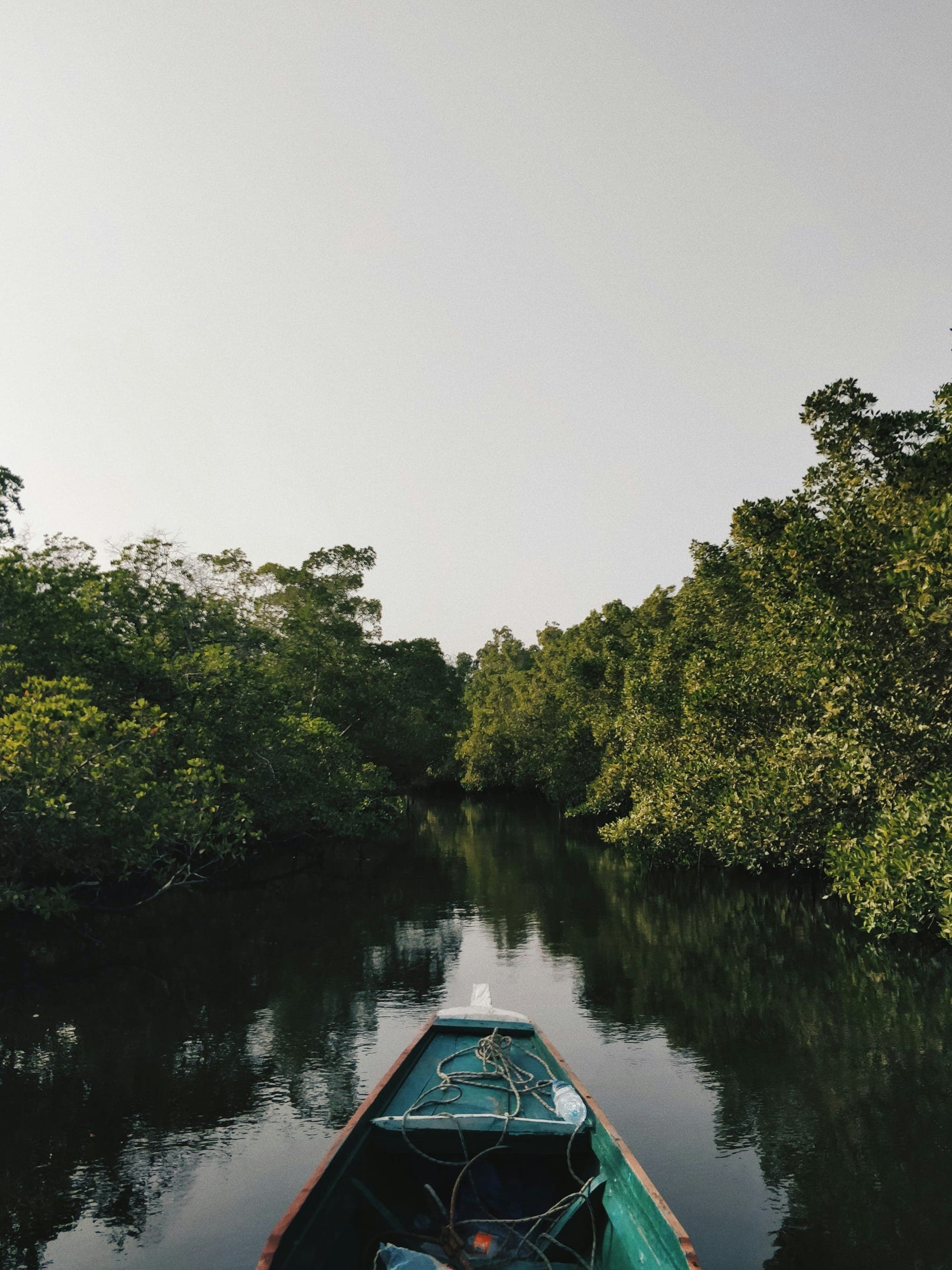 Traditional wooden boat navigating through a dense tropical mangrove forest on calm dark water