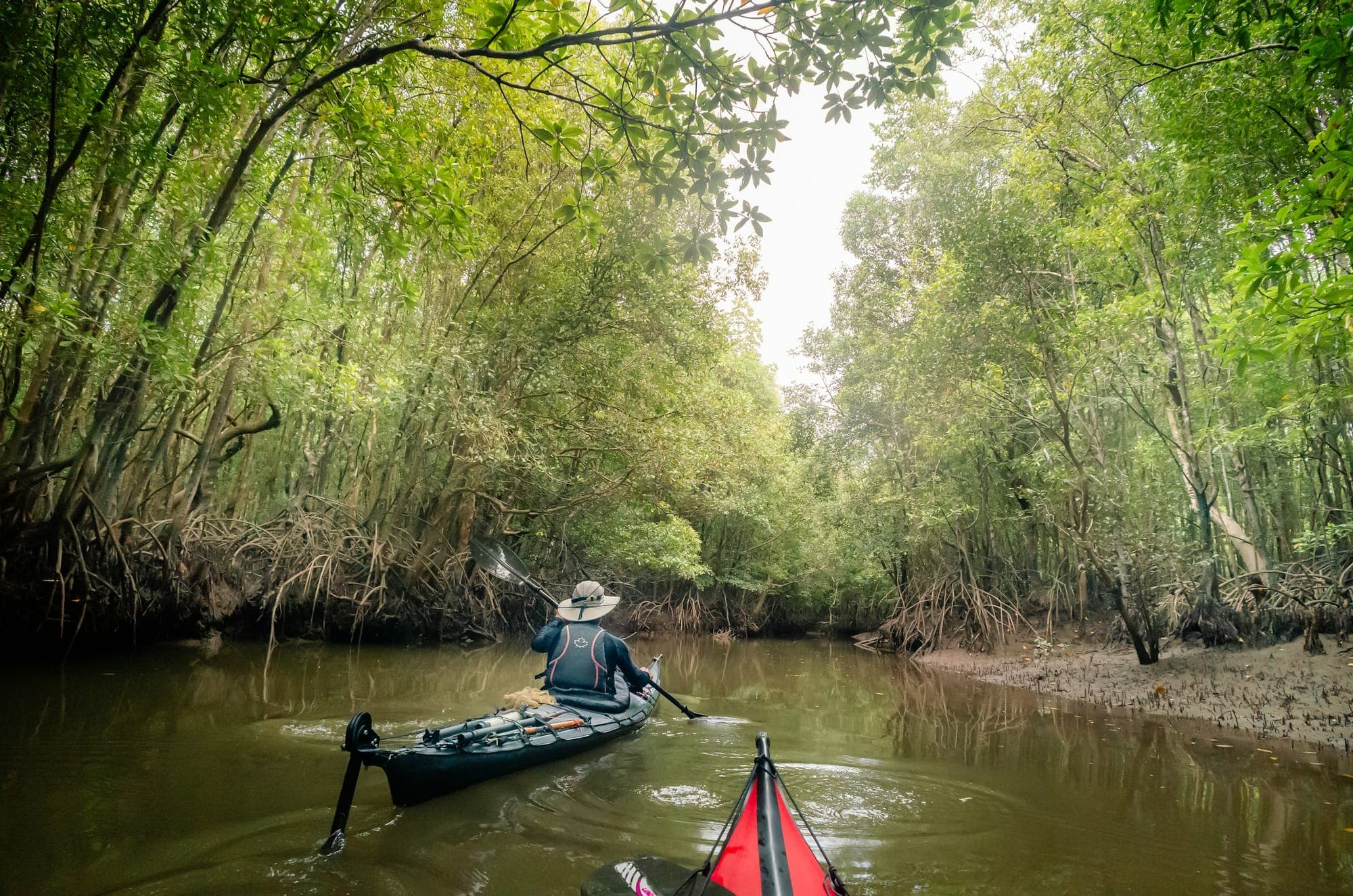 Paddler in a kayak entering a dense green mangrove tunnel where overhanging branches form a natural arch above the calm water