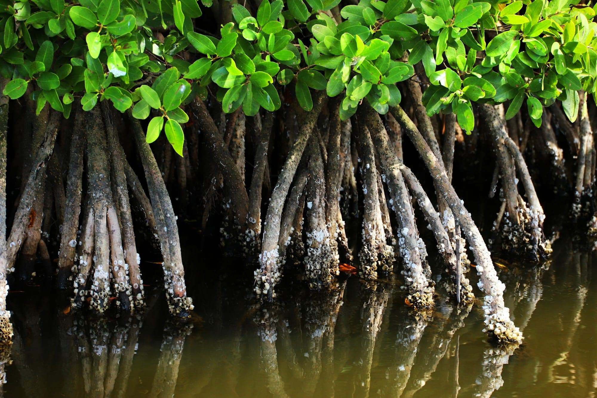 Close-up of intricate mangrove prop roots dropping into still tropical water, with green leaves above and barnacle-encrusted bark below the waterline
