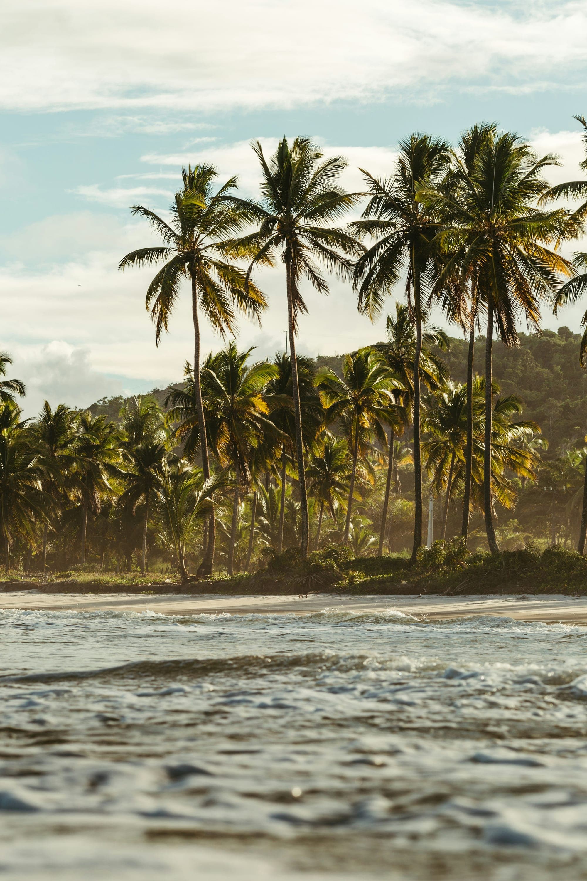 Row of palm trees along a quiet tropical beach with gentle waves rolling onto white sand